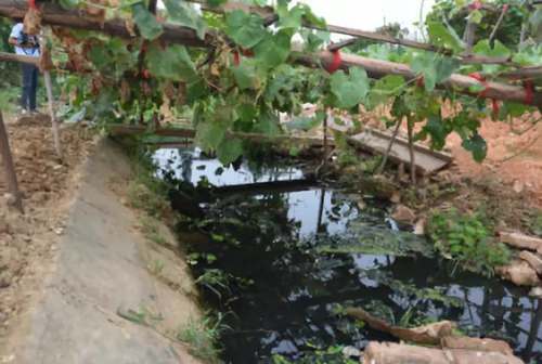 長沙市后湖：徹底消除黑臭，實現“長治久清”
